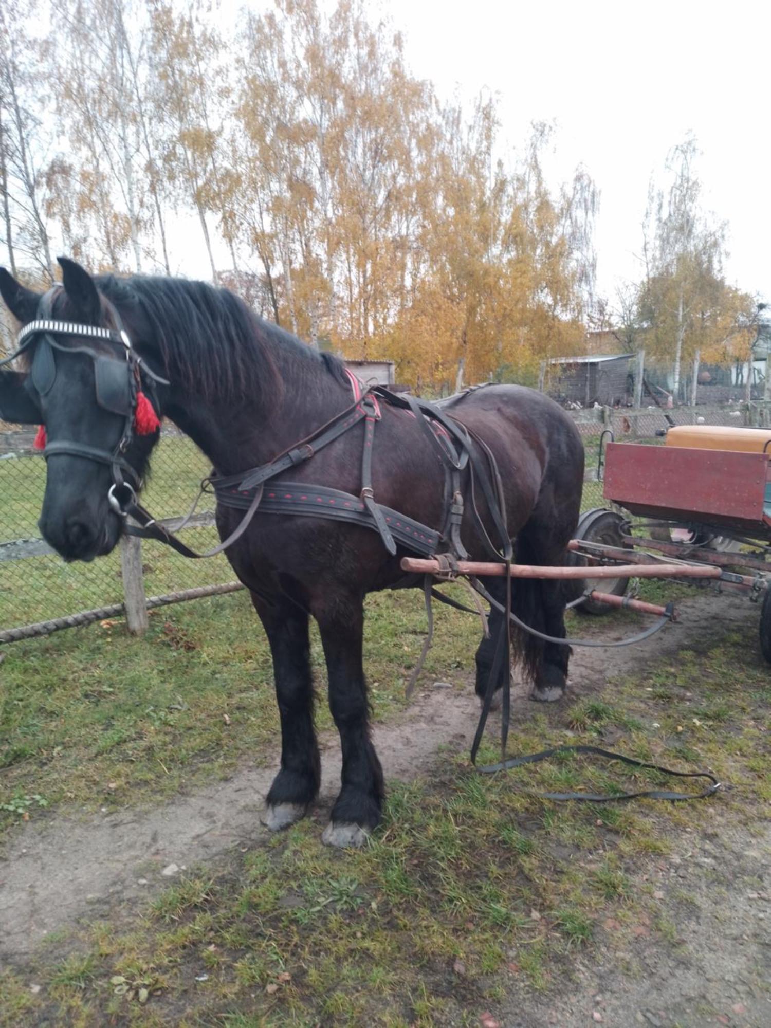 Casa di campagna Gospodarstwo Agroturystyczne *