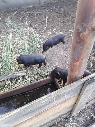 Gospodarstwo Agroturystyczne Casa di campagna *